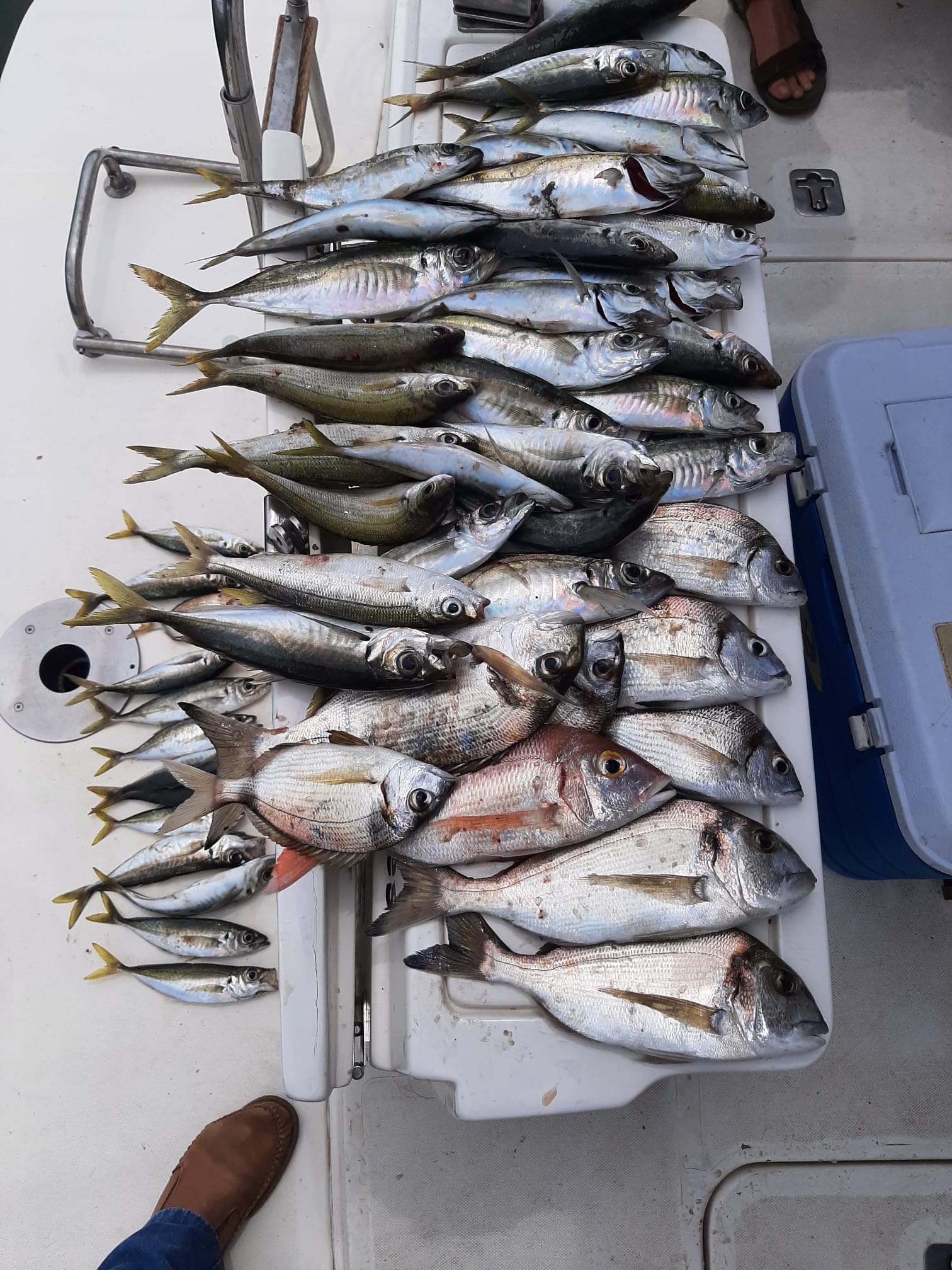 Precio para alquilar barco sin patrón